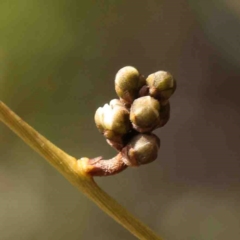 Cassytha sp. (Dodder) at Jerrawa, NSW - 23 Aug 2024 by ConBoekel