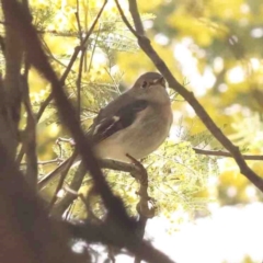 Petroica rosea (Rose Robin) at Jerrawa, NSW - 23 Aug 2024 by ConBoekel