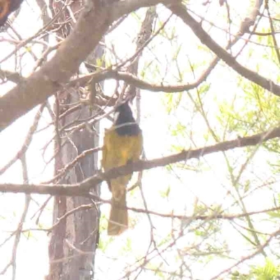 Nesoptilotis leucotis (White-eared Honeyeater) at Jerrawa, NSW - 23 Aug 2024 by ConBoekel