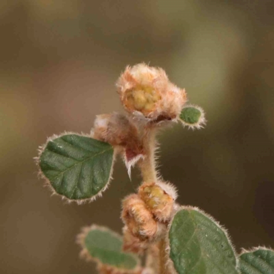 Pomaderris eriocephala (Woolly-head Pomaderris) at Jerrawa, NSW - 23 Aug 2024 by ConBoekel