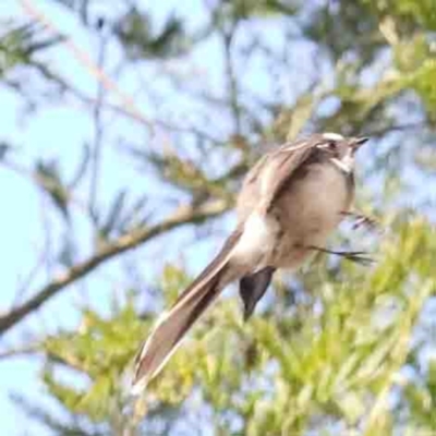 Rhipidura albiscapa (Grey Fantail) at Jerrawa, NSW - 23 Aug 2024 by ConBoekel