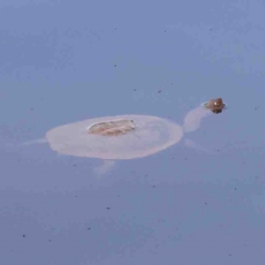 Chelodina longicollis (Eastern Long-necked Turtle) at Jerrawa, NSW - 23 Aug 2024 by ConBoekel