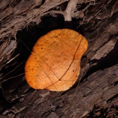 Trametes coccinea (Scarlet Bracket) at Jerrawa, NSW - 23 Aug 2024 by ConBoekel