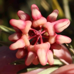 Grevillea lanigera (Woolly Grevillea) at Jerrawa, NSW - 23 Aug 2024 by ConBoekel