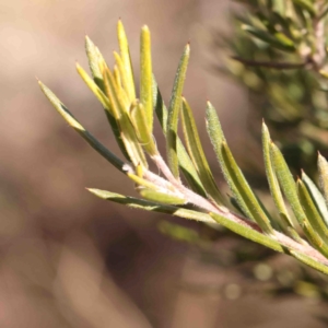 Grevillea lanigera at Jerrawa, NSW - 23 Aug 2024