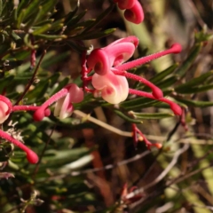 Grevillea lanigera at Jerrawa, NSW - 23 Aug 2024