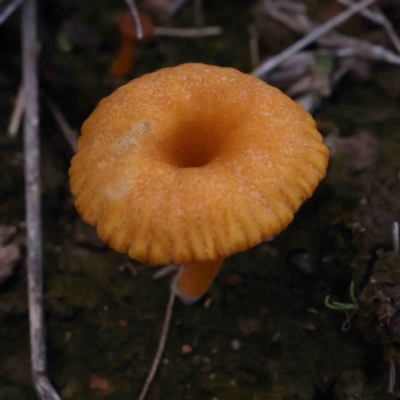 Lichenomphalia chromacea at Jerrawa, NSW - 23 Aug 2024 by ConBoekel