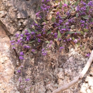 Hardenbergia violacea at Jerrawa, NSW - 23 Aug 2024 01:58 PM