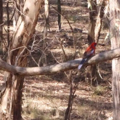 Platycercus elegans (Crimson Rosella) at Bango, NSW - 23 Aug 2024 by ConBoekel