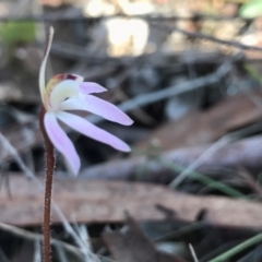 Caladenia fuscata (Dusky Fingers) at Acton, ACT - 27 Aug 2024 by PeterR