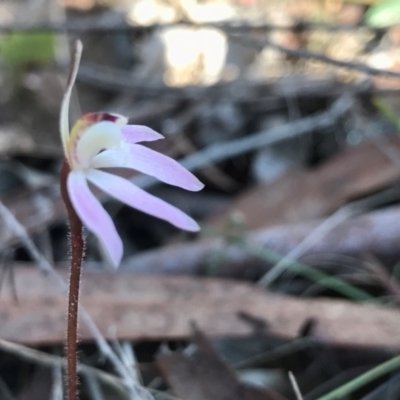 Caladenia fuscata (Dusky Fingers) at Acton, ACT - 28 Aug 2024 by PeterR