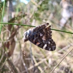 Vanessa kershawi (Australian Painted Lady) at Acton, ACT - 28 Aug 2024 by PeterR