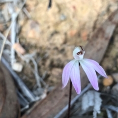 Caladenia fuscata (Dusky Fingers) at Acton, ACT - 28 Aug 2024 by PeterR