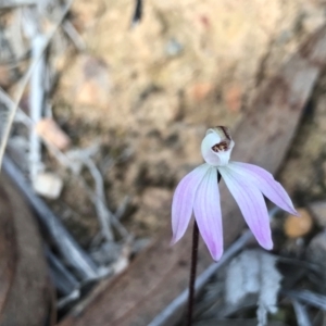 Caladenia fuscata at Acton, ACT - suppressed