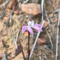 Caladenia fuscata at Acton, ACT - suppressed