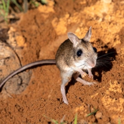 Notomys aquilo (Northern Hopping-mouse, Woorrentinta) at East Arnhem, NT - 28 Aug 2024 by MichaelBedingfield