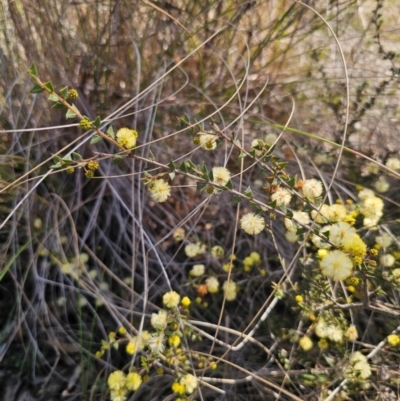 Acacia gunnii (Ploughshare Wattle) at Captains Flat, NSW - 28 Aug 2024 by Csteele4