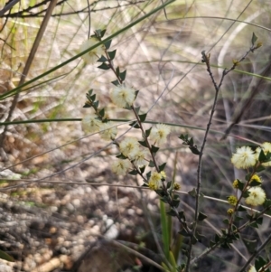 Acacia gunnii at Captains Flat, NSW - 28 Aug 2024