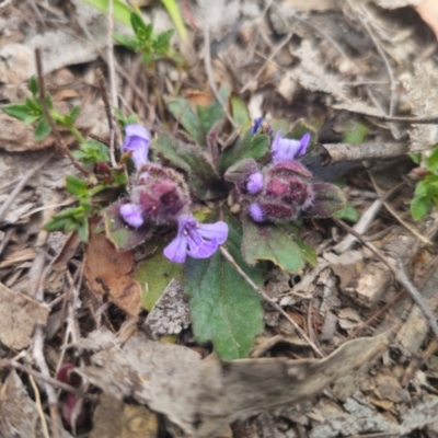 Ajuga australis (Austral Bugle) at Captains Flat, NSW - 27 Aug 2024 by Csteele4