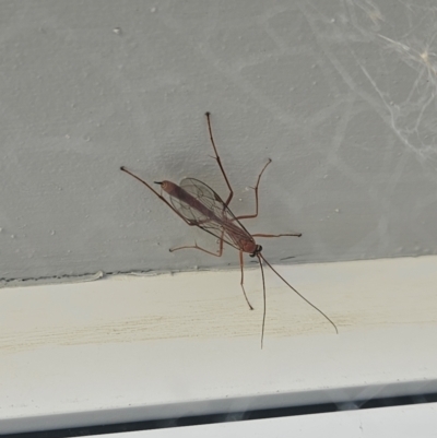 Ichneumonidae (family) (Unidentified ichneumon wasp) at Denman Prospect, ACT - 28 Aug 2024 by atticus