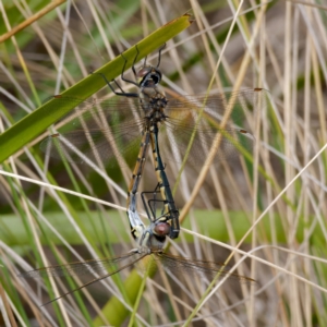 Hemicordulia tau at Paddys River, ACT - 27 Aug 2024 01:15 PM