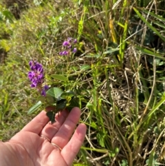 Hardenbergia violacea (False Sarsaparilla) at Port Macquarie, NSW - 28 Aug 2024 by lbradley