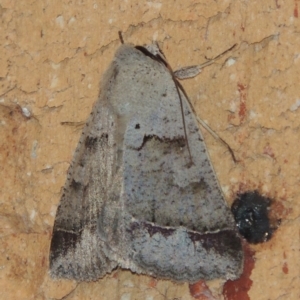 Pantydia sparsa at Conder, ACT - 1 Feb 2024 10:07 PM