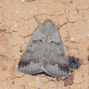 Pantydia sparsa at Conder, ACT - 1 Feb 2024 10:07 PM