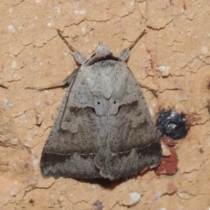 Pantydia sparsa at Conder, ACT - 1 Feb 2024 10:07 PM