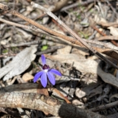 Cyanicula caerulea (Blue Fingers, Blue Fairies) at Wamboin, NSW - 28 Aug 2024 by JT1997