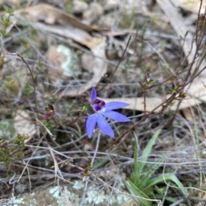 Cyanicula caerulea at Wamboin, NSW - suppressed