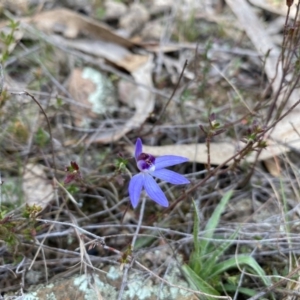 Cyanicula caerulea at Wamboin, NSW - suppressed