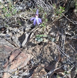 Cyanicula caerulea at Denman Prospect, ACT - 28 Aug 2024