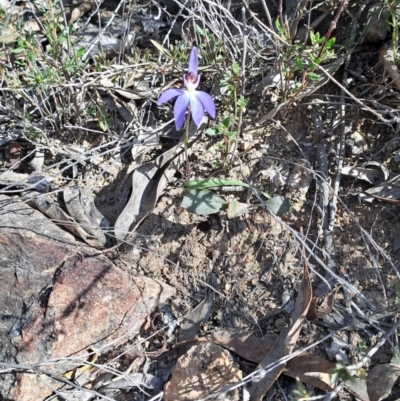 Cyanicula caerulea (Blue Fingers, Blue Fairies) at Denman Prospect, ACT - 28 Aug 2024 by LPadg