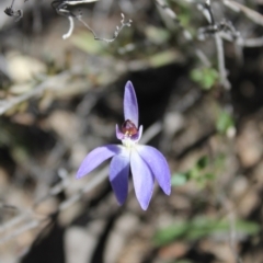 Cyanicula caerulea at Denman Prospect, ACT - 28 Aug 2024