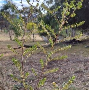 Styphelia fletcheri subsp. brevisepala at Fadden, ACT - 18 Aug 2024