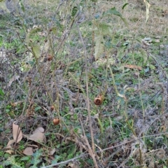 Solanum cinereum (Narrawa Burr) at Fadden, ACT - 18 Aug 2024 by LPadg