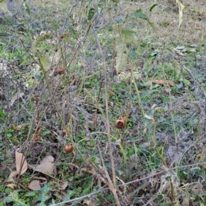 Solanum cinereum at Fadden, ACT - 18 Aug 2024