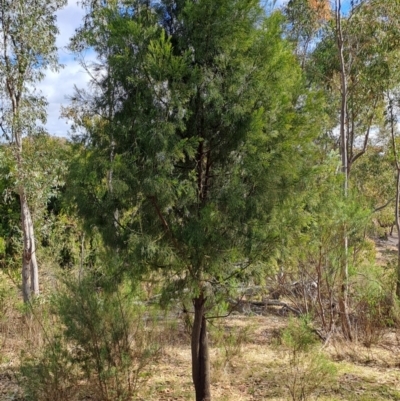 Exocarpos cupressiformis (Cherry Ballart) at Fadden, ACT - 18 Aug 2024 by LPadg