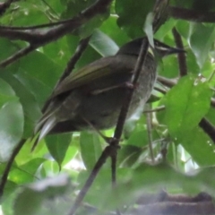 Meliphaga lewinii (Lewin's Honeyeater) at Port Macquarie, NSW - 28 Aug 2024 by lbradley