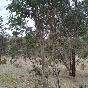 Eucalyptus blakelyi at Fadden, ACT - 18 Aug 2024