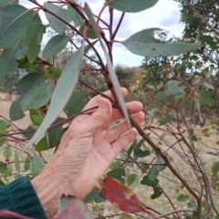 Eucalyptus blakelyi at Fadden, ACT - 18 Aug 2024 11:26 AM