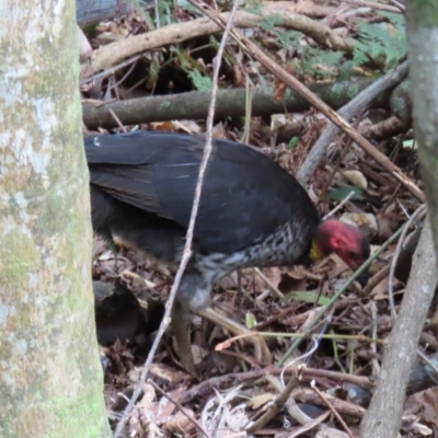 Alectura lathami (Australian Brush-turkey) at Port Macquarie, NSW - 28 Aug 2024 by lbradley