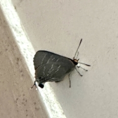 Jalmenus sp. (genus) (An unidentified hairstreak butterfly) at Virginia, QLD - 30 Dec 2022 by KMcCue