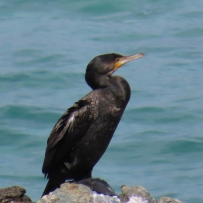 Phalacrocorax carbo (Great Cormorant) at Port Macquarie, NSW - 28 Aug 2024 by lbradley