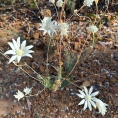 Actinotus helianthi (Flannel Flower) at Coonabarabran, NSW - 1 Jan 2023 by KMcCue