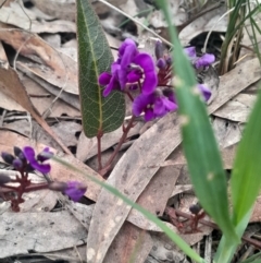 Hardenbergia violacea (False Sarsaparilla) at Aranda, ACT - 25 Aug 2024 by Venture