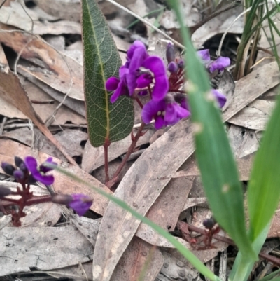 Hardenbergia violacea (False Sarsaparilla) at Aranda, ACT - 25 Aug 2024 by Venture