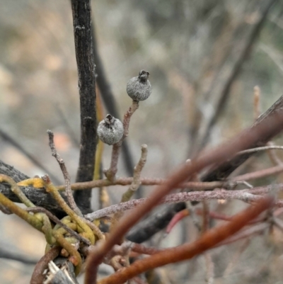 Cassytha pubescens (Devil's Twine) at Aranda, ACT - 25 Aug 2024 by Venture