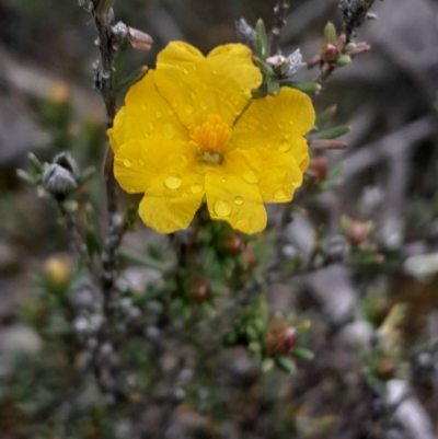 Hibbertia calycina (Lesser Guinea-flower) at Aranda, ACT - 25 Aug 2024 by Venture